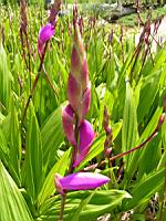 Bletilla striata (fam Orchidacees) (Chine) (3) (Photo F. Mrugala)